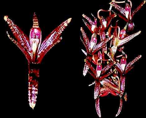 Cirrhaea dependens
